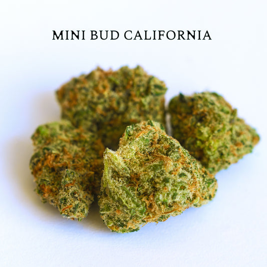 MINI BUD CALIFORNIA