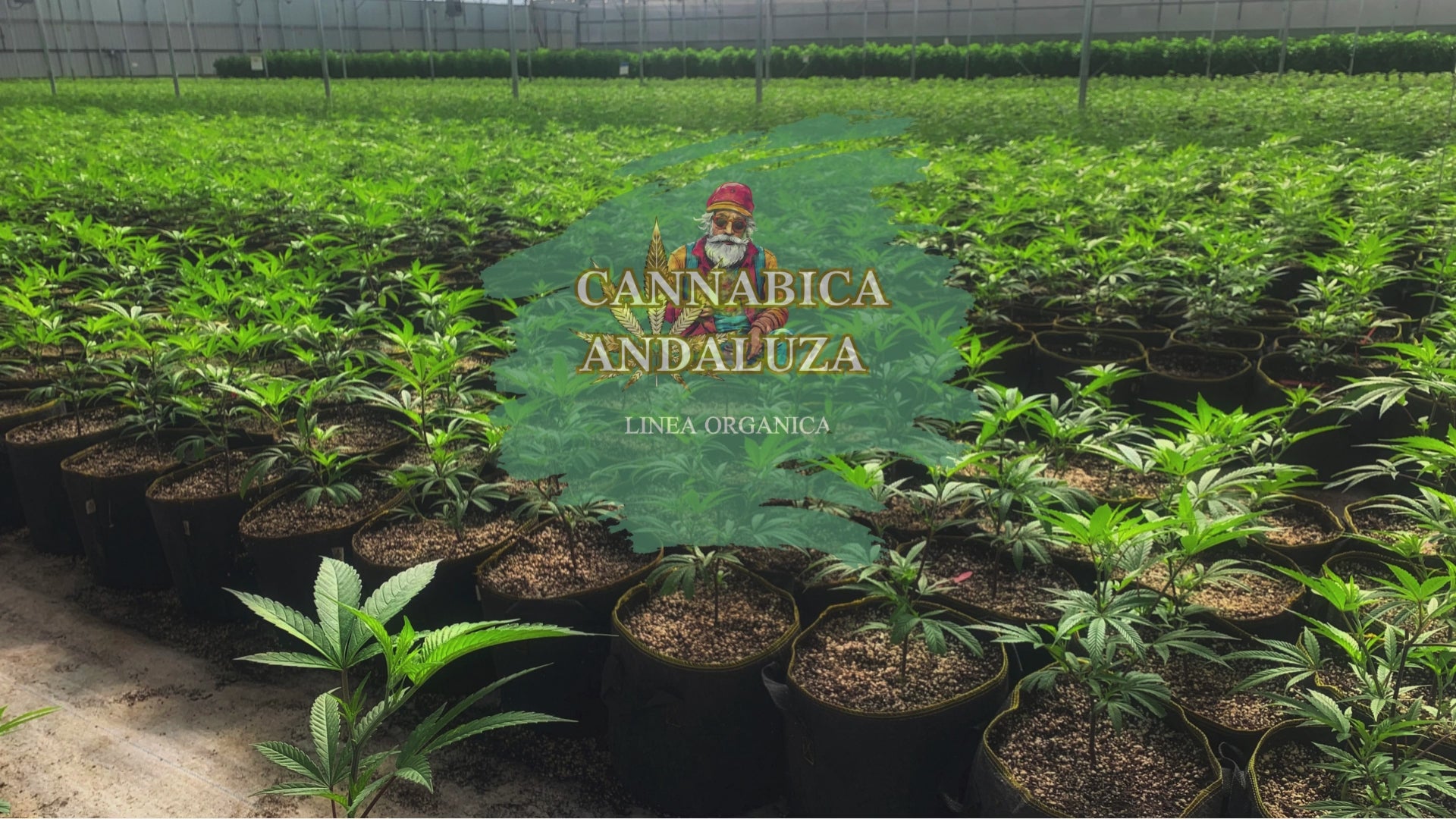 Cargar video: Presentación de Cannábica Andaluza - Nuestros Productos de CBD y Proceso de Producción